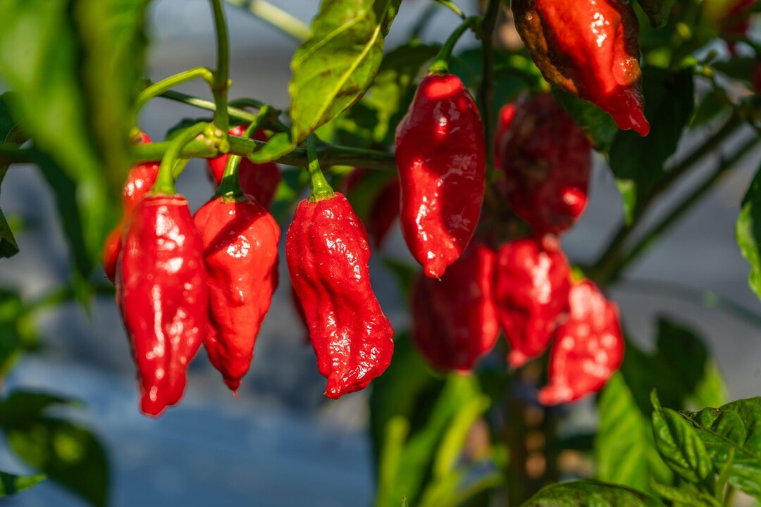 20 GHOST PEPPER SEEDS Blazing Hot Naga Bhut Jolokia Cobra Chili ...