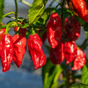 20 GHOST PEPPER SEEDS Blazing Hot Naga Bhut Jolokia Cobra Chili ...