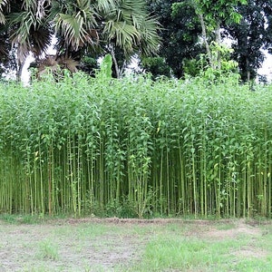 100 TOSSA JUTE Mallow Corchorus Olitorius African Sorrel Bush Okra Twine Vegetable Seeds image 1