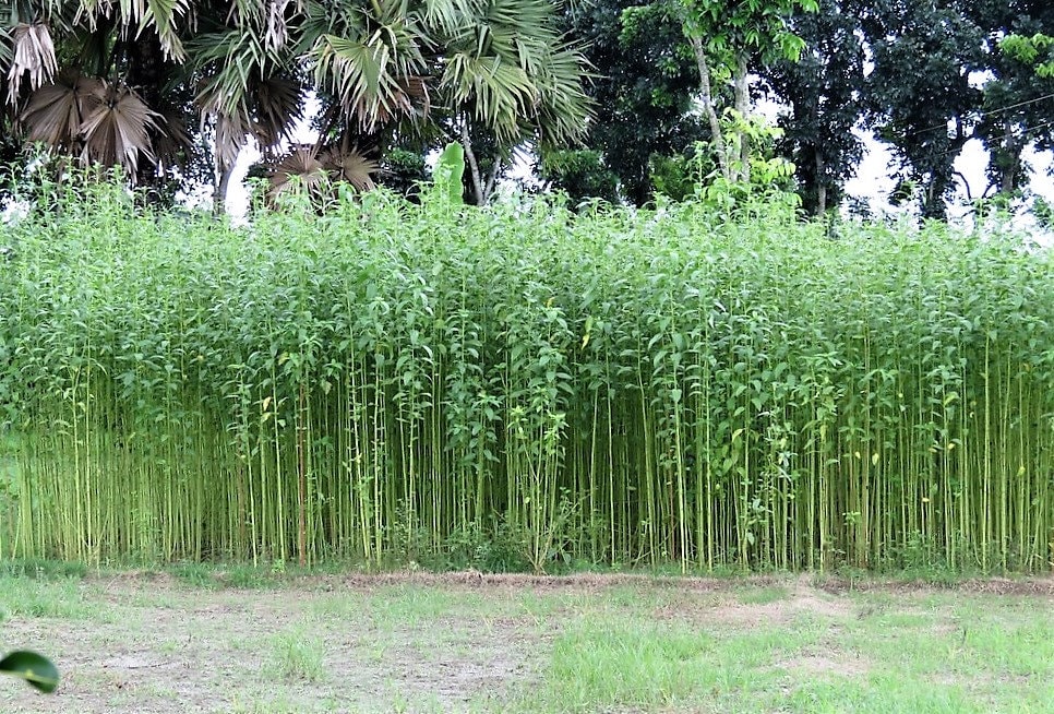 100 TOSSA JUTE Mallow Corchorus Olitorius African Sorrel Bush Okra Twine Vegetable Seeds