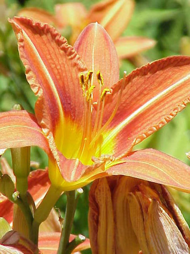 10 MIXED COLORS DAYLILY Hemerocallis Day Lily Fine Mix Red Etsy