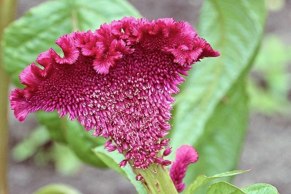 100 CORAL GARDENS Mix CELOSIA Cockscomb Celosia Argentea Cristata