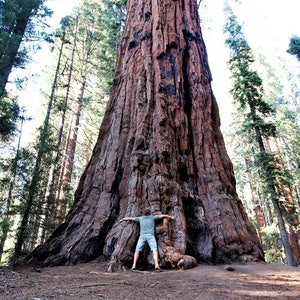 40 GIANT SEQUOIA Sequoiadendron Giganteum Sierra Redwood Tree Seeds Flat Ship image 10