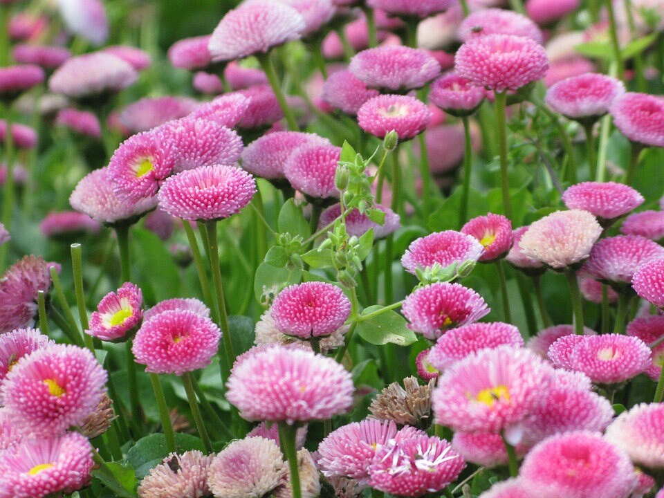 100 Pink English Daisy Bellis Perennis Tasso Pink Double Etsy 100 Pink English Daisy Bellis Perennis Tasso Pink Double Etsy