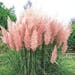 200 Ornamental PINK PAMPAS GRASS Cortaderia Selloana Rosea Seeds 