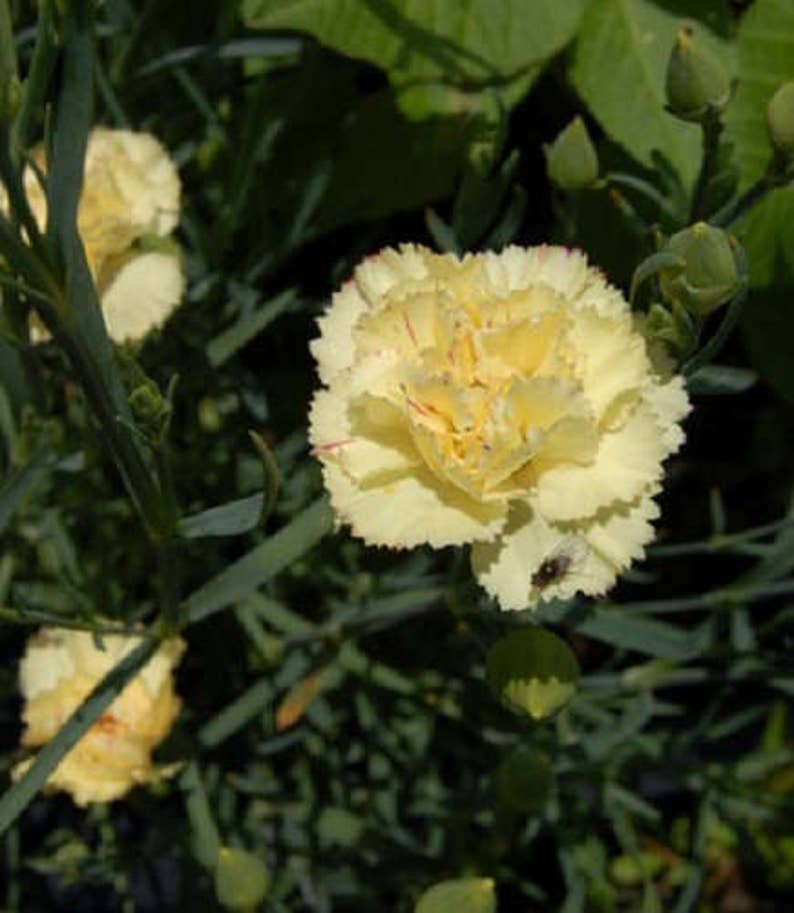 50 YELLOW CARNATION Dianthus Caryophyllus Grenadin Double Etsy
