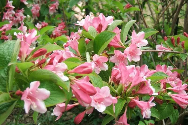 50 OLD FASHIONED WEIGELA Florida Bush Shrub Flower Seeds comb | Etsy