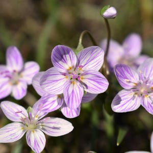 20 VIRGINIA SPRING BEAUTY Claytonia Virgenica Östliche Fee Rosa Gestreifte Native Grass Shade Blumensamen