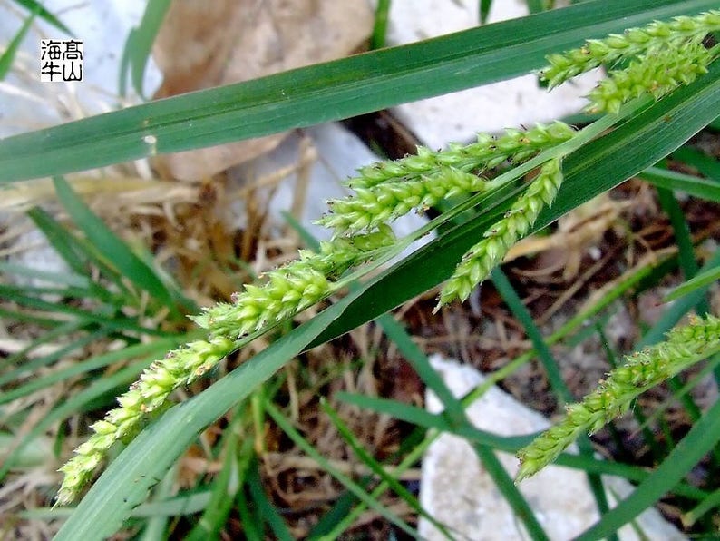 150 JAPANESE MILLET Billion Dollar Grass Grain Echinochloa Frumentacea Seeds image 3