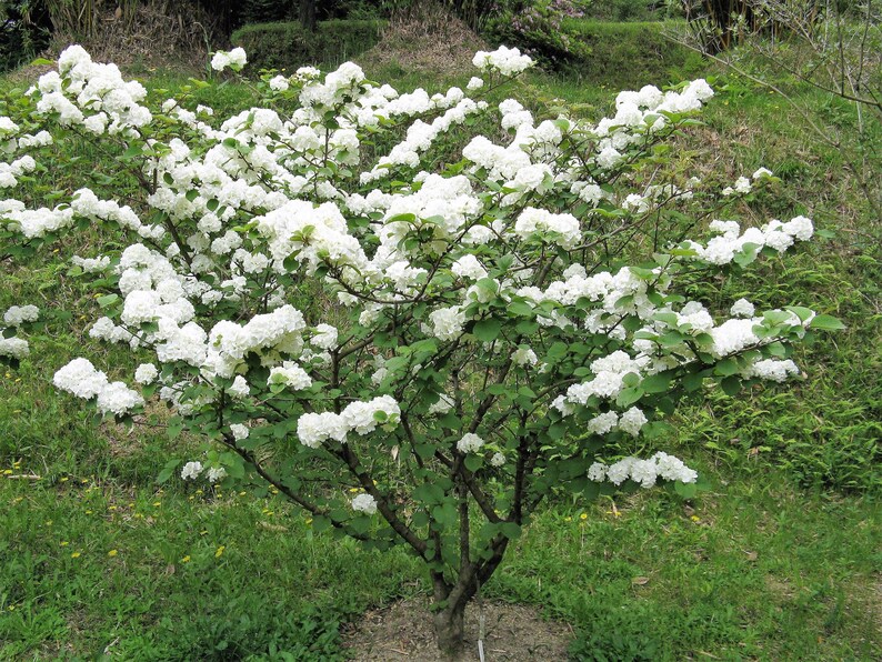 Wentworth Highbush Cranberry | Viburnum trilobum 'Wentworth