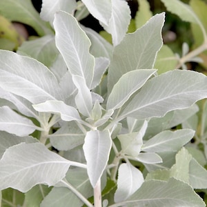 75 Sacred WHITE SAGE Salvia Apiana Shrub Silver Folliage Native Smudge Seeds