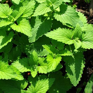 Organic Catnip - Nepeta Cataria