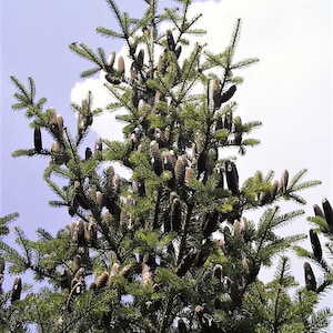30 BALSAM FIR Tree Abies Balsamea Christmas Tree Silver Pine Canadian Fir Native Evergreen Seeds