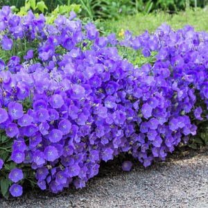 1000 TUSSOCK BELLFLOWER (Carpathian Bellflower) Campanula Carpatica Flower Seeds