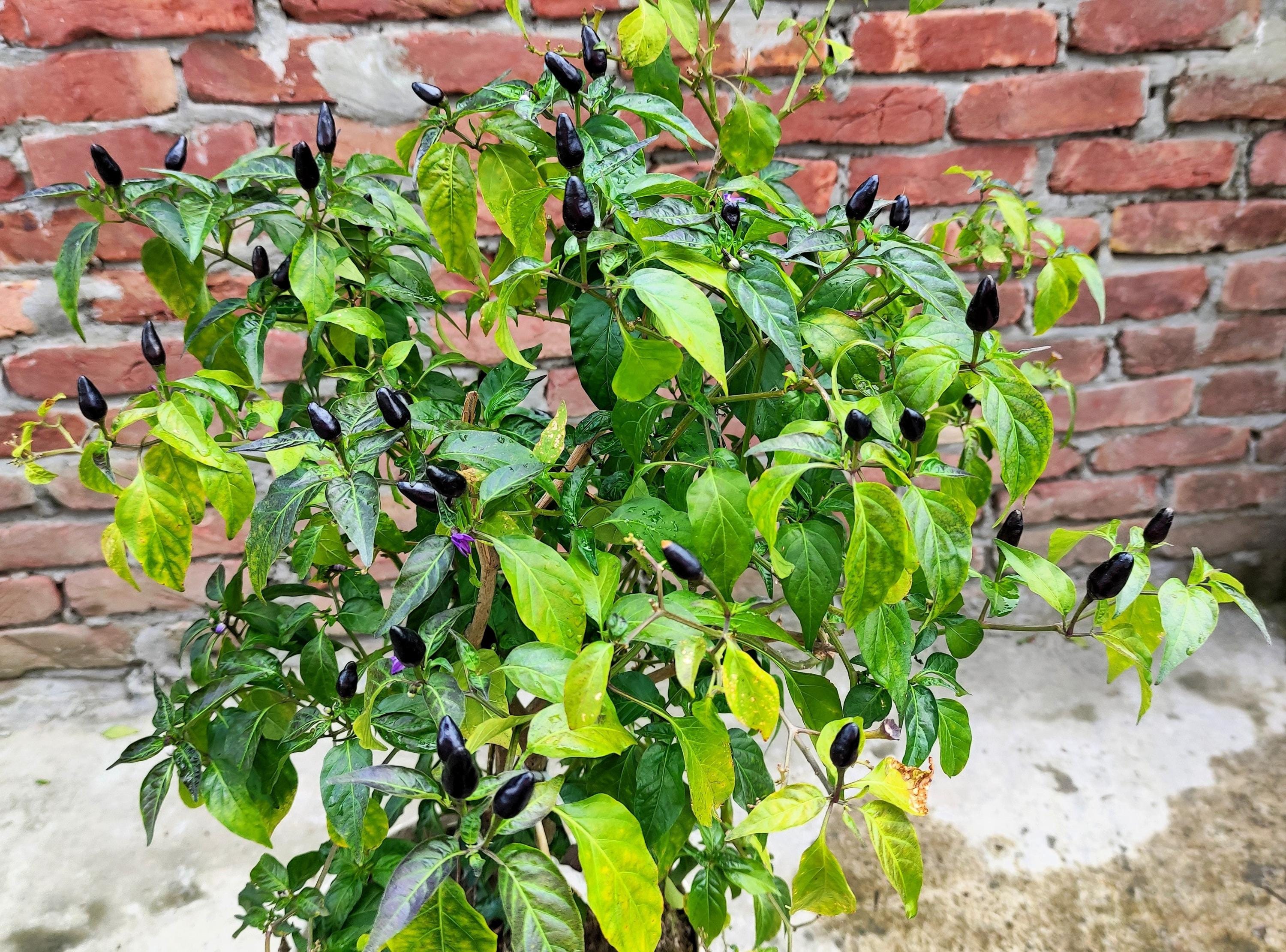 20 FILIUS BLUE PEPPER Capiscum Annuum Christmas Pepper Vegetable Seeds ...