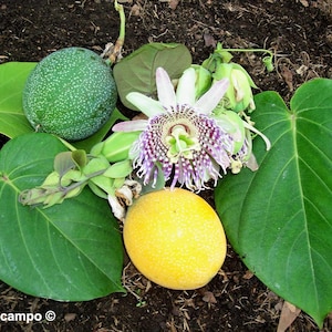 10 SWEET GRANADILLA Yellow Passionfruit Grenadia Sugar Fruit Passiflora Ligularis Huge Purple & White Flower Yellow Orange Fruit Vine Seeds