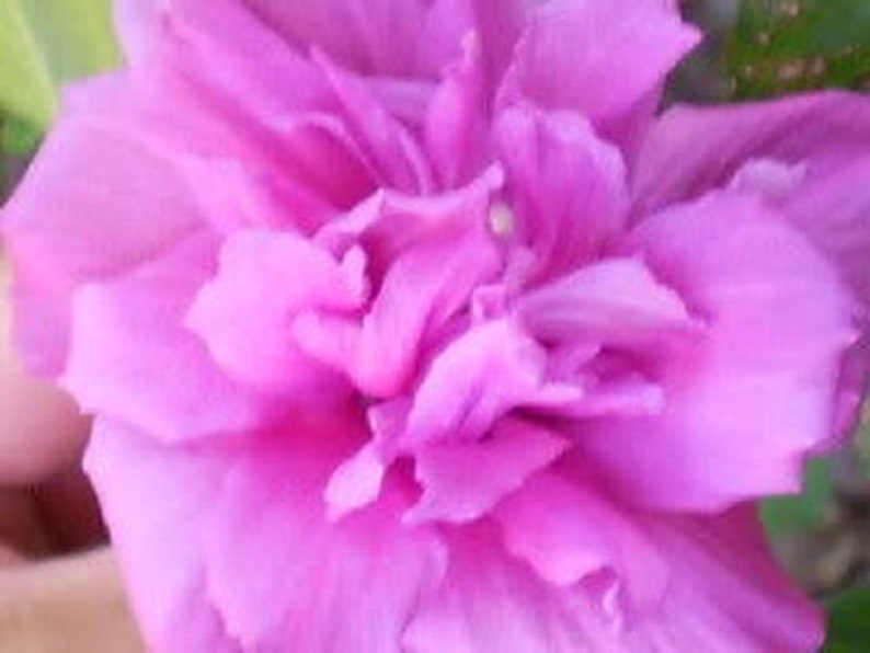 50 Mixed Colors ROSE of SHARON HIBISCUS Syriacus Flower Tree Etsy