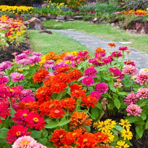 150 DWARF THUMBELINA ZINNIA Elegans Mixed Colors Flower Seeds