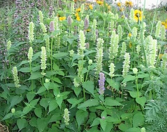 500 GIANT YELLOW HYSSOP Agastache Nepetoides Herb Flower Seeds *Comb S/H