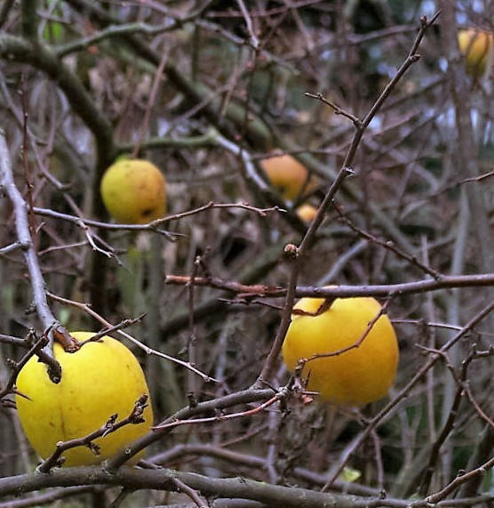 20 Red Flowering DWARF QUINCE Shrub Fruit Chaenomeles Japonica Etsy