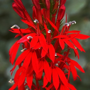 300 graines de fleurs Cardinalis LOBELIA Cardinalis * Peigne S/H