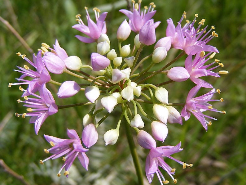 100 PRAIRIE ALLIUM Stellatum Prairie Onion Pink Flower