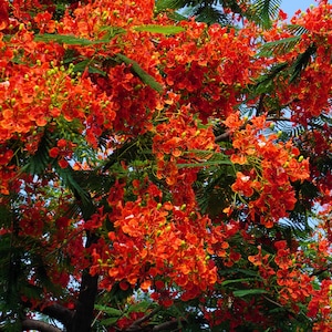 10 ROYAL POINCIANA TREE Delonix Regia aka Red Flame Flamboyant Tree Peacock Flower Seeds