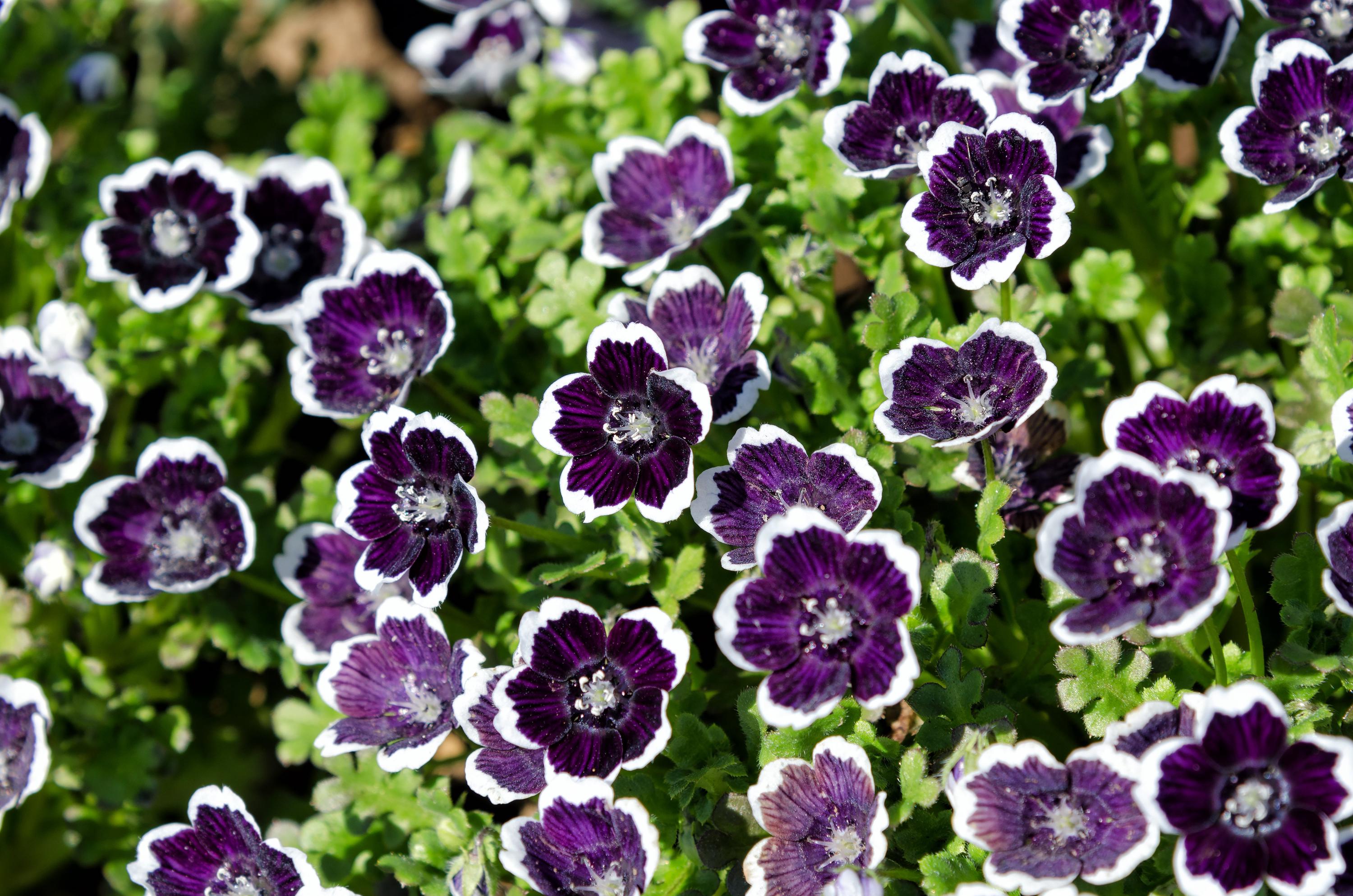 Nemophila Flower - Etsy