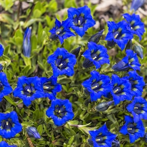 15 Blue STEMLESS GENTIAN Gentiana Acaulis Kochiana Flower Seeds Flat Shipping image 5