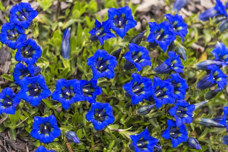 15 Blue STEMLESS GENTIAN Gentiana Acaulis Kochiana Flower Seeds Flat Shipping image 5