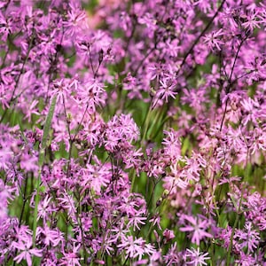 100 RAGGED ROBIN Pink Purplish Lychnis Flos Cuculi Semillas de flores * Envío plano