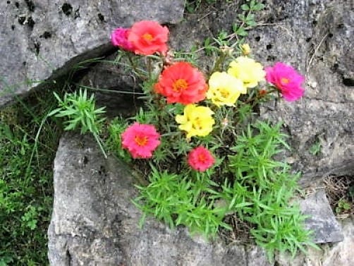 100PCS Gemischte Frische Blumensamen Moosrose Doppel Portulakröschen Portulaca 