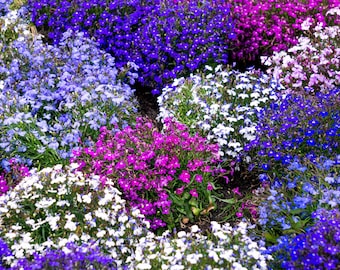 200個のミックスカラーのロベリア・レガッタ（ロベリア・エリヌス）の花の種