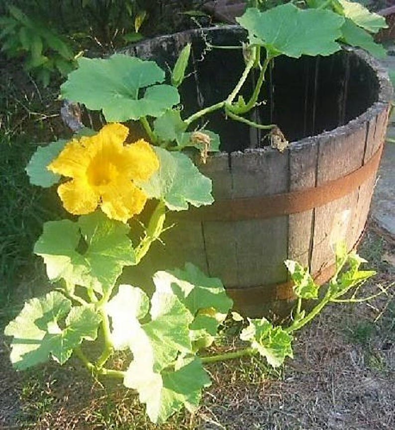 30 BLUE HUBBARD SQUASH New England Buttercup Cucurbita