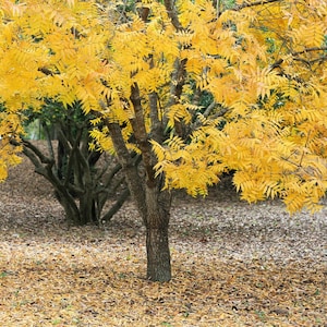 10 taggfria honungsjohannesbröder, Gleditsia triacanthos inermis, gyllengula trädfrön