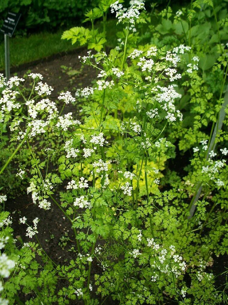 150 Garden CHERVIL Gourmet Parsley  image 3