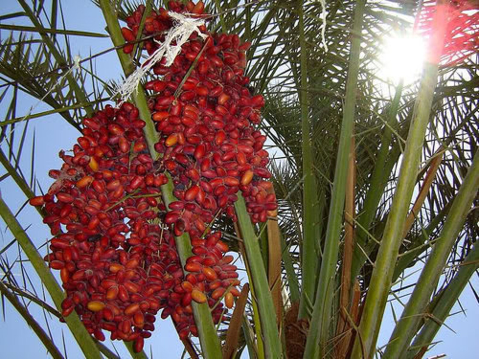 10 CANARY ISLAND Date PALM Phoenix Canariensis Tree Seeds Etsy