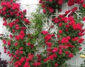 5 RED CLIMBING ROSE Rosa Bush Vine Climber Fragrant Butterfly Flower Seeds