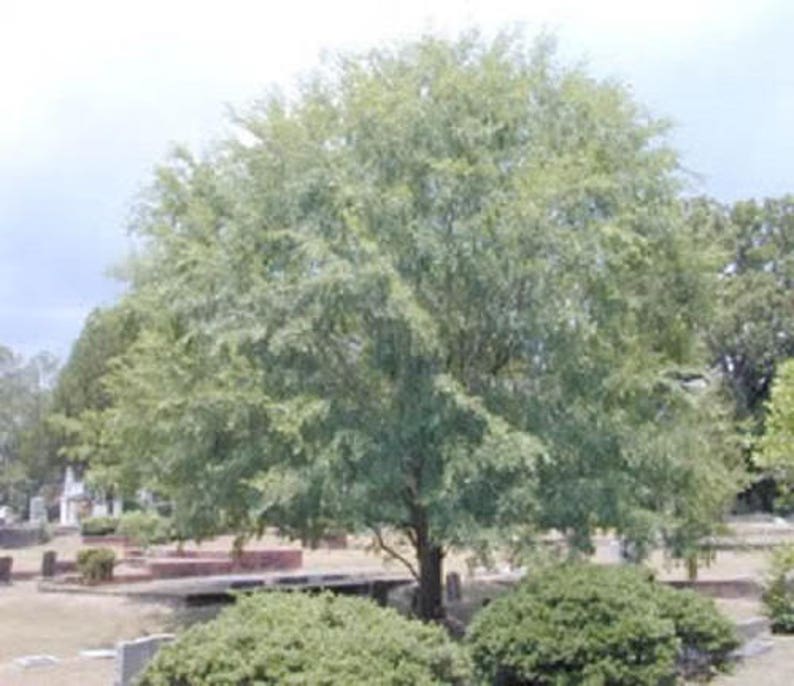 50 CHINESE ELM TREE lacebark Ulmus Parvifolia Seeds | Etsy