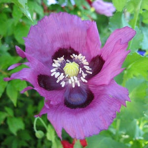400 PERSIAN BLUE POPPY Papaver Somniferum Flower Seeds
