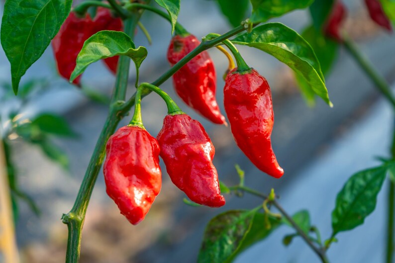 20 GHOST PEPPER SEEDS Blazing Hot Naga Bhut Jolokia Cobra Chili ...