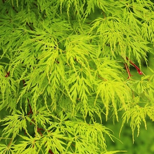 直立したグリーンレースリーフメープル セイリュウ Acer Palmatum Dissectum Viridis 樹木の種子 10 個