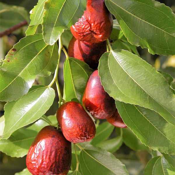 20 DATE ASIATIQUE Jujube Ziziphus Spinosa Graines d'arbre fruitier rouge commun chinois Tsao