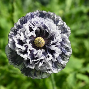 50 Organic AMAZING GREY POPPY Papaver Rhoeas Silvery Gray Flower Seeds