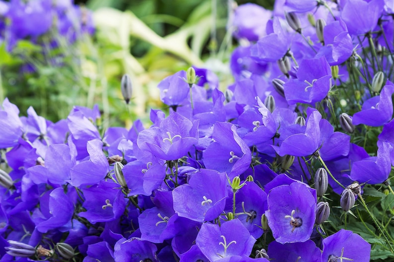 TUSSOCK BELLFLOWER (Carpathian Bellflower)