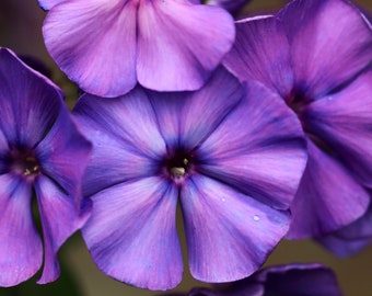 250 Dwarf BEAUTY BLUE PHLOX Drummondii Nana Compacta Fragrant Violet Blue Flower Seeds *Flat Shipping