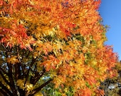 25 Chinese PISTACHIO Pistacia Chinensis Pistache Pistach Yellow Orange Red in Fall Mastic Tree Seeds