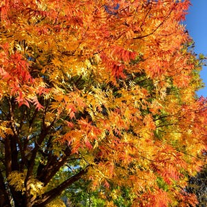 25 Chinese PISTACHIO Pistacia Chinensis Pistache Pistach Yellow Orange Red in Fall Mastic Tree Seeds