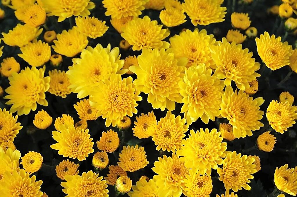 500 YELLOW CHRYSANTHEMUM Morifolium Flower Seeds Etsy