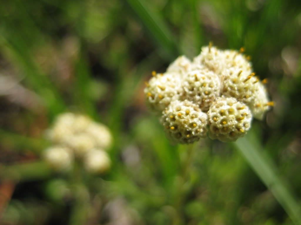 150 White PUSSYTOES Cats Paws Antennaria Flower Seeds